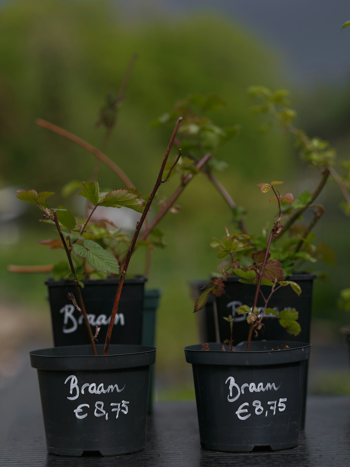 Plantes en pot pour le jardin (photo d'illustration)